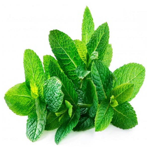 Mint (Pudina)